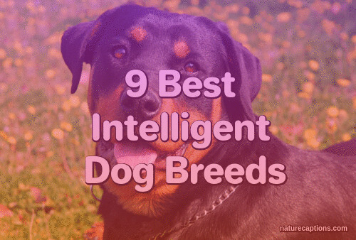 9 Best Intelligent Dog Breeds