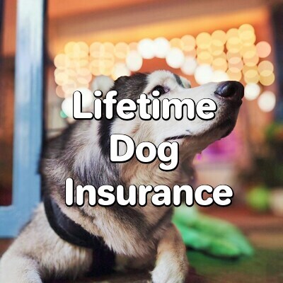 Lifetime Dog Insurance
