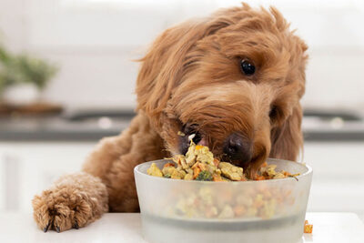 Nutritional Excellence of Nom Nom Dog Food